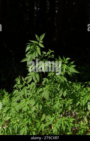Bidens frondosa plante au bord d'une rivière Banque D'Images