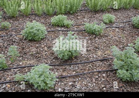 plantes aromatiques dans un jardin ornemental Banque D'Images