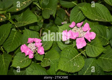Inflorescence Hytensia macrophylla rose et bleue Banque D'Images
