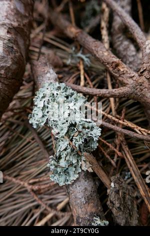 Hypogymnia physodes lichen en gros plan Banque D'Images