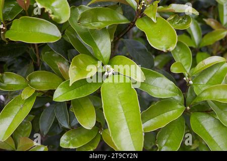 Osmanthus fragrans arbuste en fleurs Banque D'Images