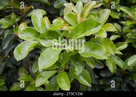 Osmanthus fragrans arbuste en fleurs Banque D'Images