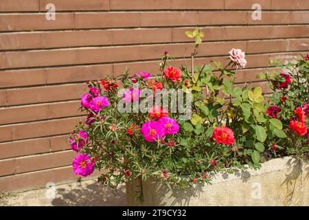 Portulaca grandiflora fleurs colorées Banque D'Images
