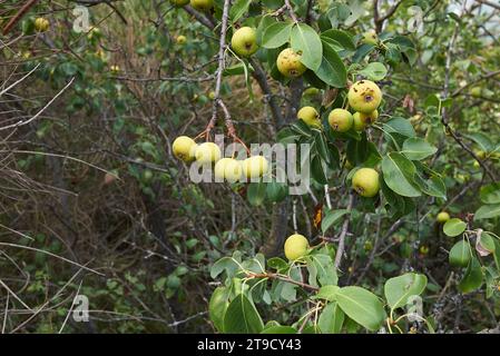 Pyrus communis sub. Pyraster arbre de poirier sauvage européen Banque D'Images