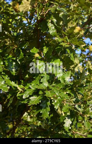 Branche de Quercus cerris en gros plan Banque D'Images