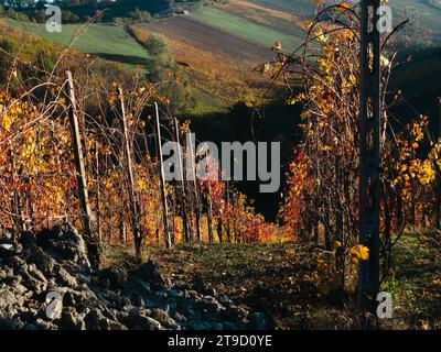 Feuilles jaune rouge orangé, feuillage automnal sur les vignes des collines de la vallée de l'Arda Piacenza Italie au cours de l'automne Banque D'Images