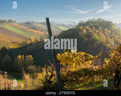 Rouge orange feuilles jaune, feuillage automnal sur les rangées de vignes dans les vignobles des collines de la vallée de l'Arda Piacenza Italie au cours de l'automne Banque D'Images