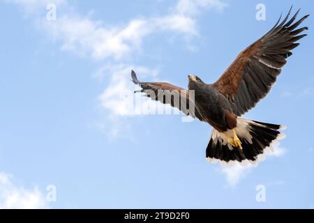 Hawk de Harris en vol contre un ciel nuageux Banque D'Images