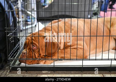 Zagreb, Croatie. 24 novembre 2023. Dog est vu au Winter Classic Dog Show 2023 à la Foire de Zagreb le 24 novembre 2023. À Zagreb, Croatie. Photo : Davorin Visnjic/PIXSELL crédit : Pixsell/Alamy Live News Banque D'Images