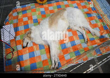 Zagreb, Croatie. 24 novembre 2023. Dog est vu au Winter Classic Dog Show 2023 à la Foire de Zagreb le 24 novembre 2023. À Zagreb, Croatie. Photo : Davorin Visnjic/PIXSELL crédit : Pixsell/Alamy Live News Banque D'Images