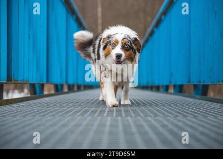 Expression craintive d'un chiot berger australien marchant sur un pont qui fuit. Le manque de confiance en soi d'un chien. Gérer un moment critique. Banque D'Images