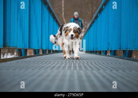 Expression craintive d'un chiot berger australien marchant sur un pont qui fuit. Le manque de confiance en soi d'un chien. Gérer un moment critique. Banque D'Images