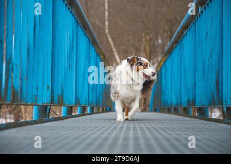 Expression craintive d'un chiot berger australien marchant sur un pont qui fuit. Le manque de confiance en soi d'un chien. Gérer un moment critique. Banque D'Images