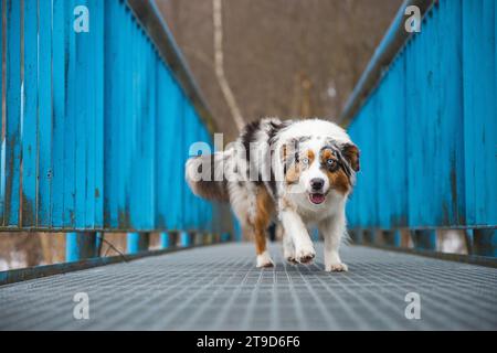 Expression craintive d'un chiot berger australien marchant sur un pont qui fuit. Le manque de confiance en soi d'un chien. Gérer un moment critique. Banque D'Images