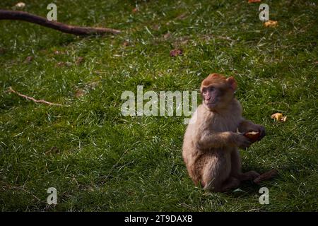 Singe macaque barbare assis dans la forêt de singes de Trentham Banque D'Images