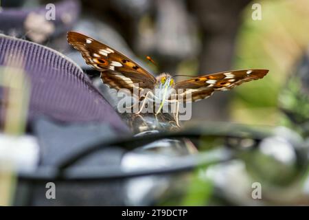 Butterfly Lesser Purple Emperor (Apatura ilia) assis sur un cadre de vélo sur une journée ensoleillée d'été Banque D'Images