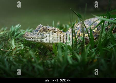 Bébé Caïman à museau large (Caiman latirostris) - écloserie d'alligators Banque D'Images