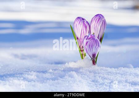 Crocuses - fleurs violettes fleuries faisant leur chemin de sous la neige au début du printemps, gros plan avec l'espace pour le texte Banque D'Images