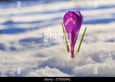 Crocus - fleur violette florissante faisant leur chemin de sous la neige au début du printemps, gros plan avec espace pour le texte Banque D'Images
