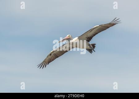 Le pélican australien (Pelecanus conspicillatus) en vol, est un grand oiseau d'eau , répandu dans les eaux intérieures et côtières de l'Australie Banque D'Images