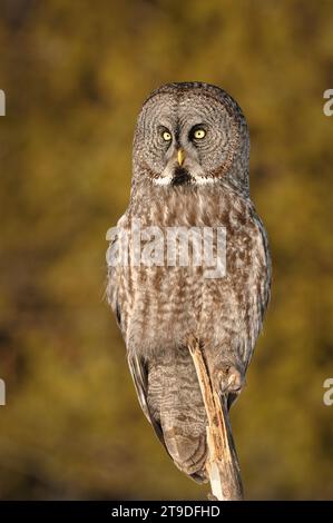 Great Grey Owl perchant sur un arbre Banque D'Images