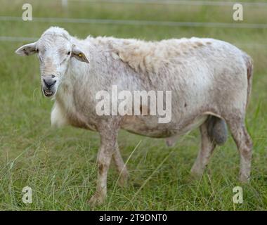 Mouton Katahdin bélier dans un enclos rotatif avec limite blanche mâchant sur un peu d'herbe Banque D'Images