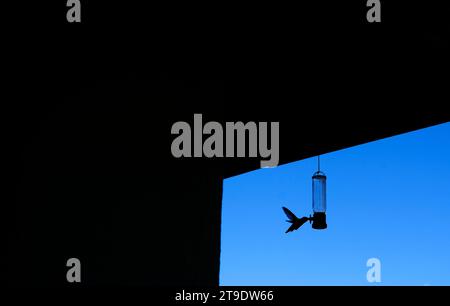 Ronflement oiseau, mangeoire, Banque D'Images