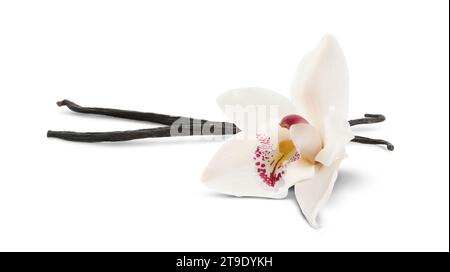 Gousses de vanille et belle fleur isolée sur blanc Banque D'Images