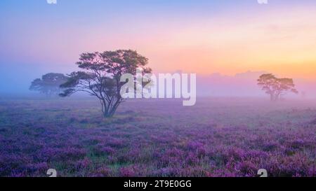 Parc national de Zuiderheide Veluwe, bruyère rose pourpre en fleur, chauffage en fleurs sur le Veluwe par Laren Hilversum pays-Bas au lever du soleil avec brouillard et brume Banque D'Images