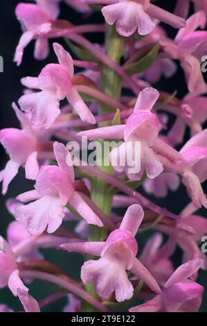 Orchidée parfumée (Gymnadenia conopsea), Orchidaceae. Orchidée européenne sauvage. plante rare. Italie, Toscane, Greve in Chianti (FI). Poneta. 10.VI.1998. Banque D'Images