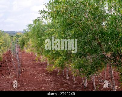 Arbres de cajuput (Melaleuca cajuputi) sur la terre ferme, dans la région de Gunung Kidul, Yogyakarta, Indonésie Banque D'Images