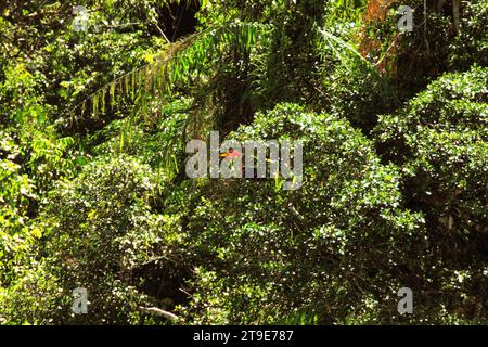 La tête d'un bec noué (Rhyticeros cassidix), individu mâle, peut être repérée entre les feuilles sur un sommet d'arbre, car il se nourrit dans une zone dense végétalisée au pied du mont Tangkoko et Duasudara (Dua Saudara) à Bitung, Sulawesi du Nord, Indonésie. Hornbill, vulnérable à la chasse en raison de la valeur élevée de sa viande, de ses casques et de ses plumes de queue joue un rôle important dans la régénération des forêts et dans le maintien de la densité des grands arbres par sa capacité d'agent de dispersion des graines, tandis qu'en même temps, une forêt tropicale saine est importante dans la lutte contre le réchauffement climatique par son rôle d'absorption du carbone. Banque D'Images