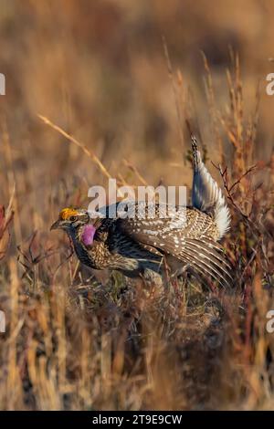 Grouse à queue acérée, Tympanuchus phasianellus, mâle dansant avec la queue retournée, les pieds piétinés et les ailes déployées sur lek dans la Fore nationale du Nebraska Banque D'Images