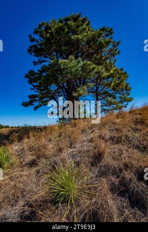 Paysage de Sandhills avec Ponderosa Pines le long de la route à travers Nebraska National Forest et Grasslands, Nebraska, USA Banque D'Images