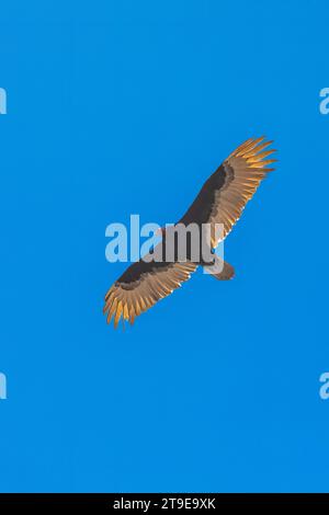 Turkey Vulture, aura Cathartes, volant au-dessus de la forêt brûlée dans le feu de Bovee, Nebraska National Forest, Nebraska, USA Banque D'Images