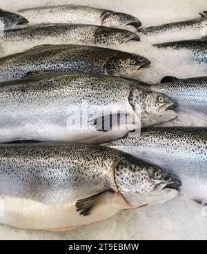 Saumon frais sur glace au supermarché Banque D'Images