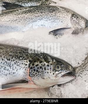 Saumon frais sur glace au supermarché Banque D'Images