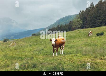 Les vaches paissent dans les prairies alpines en Italie Banque D'Images