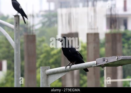 Corbeau de la jungle indienne (Corvus culminatus) à la recherche de nourriture : (pix Sanjiv Shukla) Banque D'Images