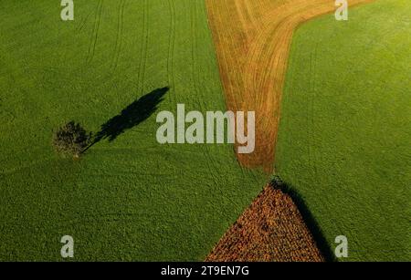 Image par drone d'un seul arbre projetant une ombre sur une prairie verte avec des champs de maïs, Innviertel, haute-Autriche, Autriche Banque D'Images