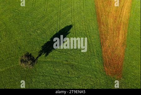 Image par drone d'un arbre unique projetant une ombre sur une prairie verte avec un champ de maïs fauché, Innviertel, haute-Autriche, Autriche Banque D'Images