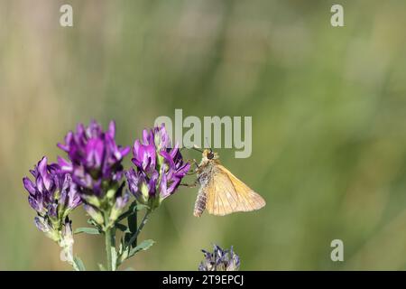 grand buttewfly skipper sur une luzerne en fleurs Banque D'Images