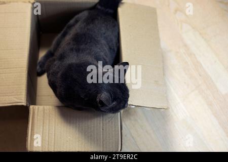 Mignon chat bleu de la race birmane américaine assis dans une boîte en carton pour déménager dans une nouvelle maison. Vue de dessus. Location de logements Banque D'Images