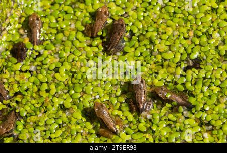 À la fin du printemps et au début de l'été, les têtards de la grenouille commune ont subi leur métamorphose et émergent des étangs et des marais. Banque D'Images