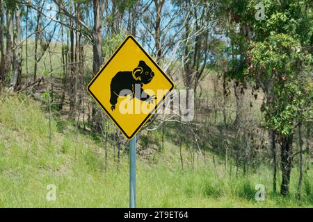 Panneau de signalisation Koala - Phascolarctos cinereus dans le paysage de forêt de montagne australienne. Panneau de signalisation jaune avec le symbole de silhouette noire de wildli Banque D'Images