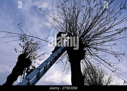 Petersdorf, Allemagne. 25 novembre 2023. Les résidents coupent les branches des tilleuls dans le quartier de l'Oder-Spree. À intervalles réguliers, environ tous les deux à trois ans, les pousses des arbres, qui bordent une petite avenue menant au cimetière, sont coupées. Cela préserve l'aspect incomparable des arbres, qui ont plus de 60 ans. Crédit : Patrick Pleul/dpa/ZB/dpa/Alamy Live News Banque D'Images