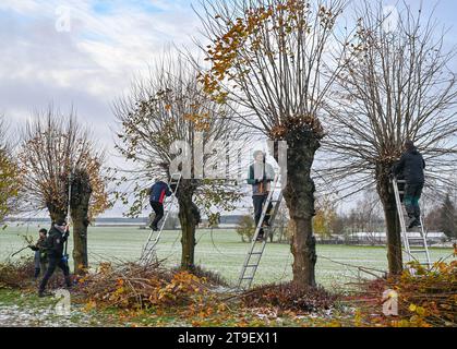 Petersdorf, Allemagne. 25 novembre 2023. Les résidents coupent les branches des tilleuls dans le quartier de l'Oder-Spree. À intervalles réguliers, environ tous les deux à trois ans, les pousses des arbres, qui bordent une petite avenue menant au cimetière, sont coupées. Cela préserve l'aspect incomparable des arbres, qui ont plus de 60 ans. Crédit : Patrick Pleul/dpa/ZB/dpa/Alamy Live News Banque D'Images