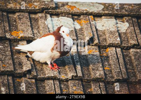 Ganselkröpfer, une race de pigeons pouters (cropper) en voie de disparition originaire d'Autriche Banque D'Images