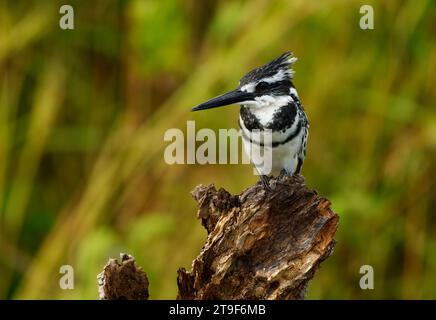 Martin-pêcheur pie - Ceryle rudis espèce d'eau noir et blanc kingfisher largement réparti dans toute l'Afrique et l'Asie. La chasse le poisson. Assis sur le soutien-gorge Banque D'Images