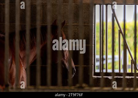 Cheval de course Stabled Harty Racing attendant d'être nourri au Curragh, Co. Kildare, Irlande. Banque D'Images